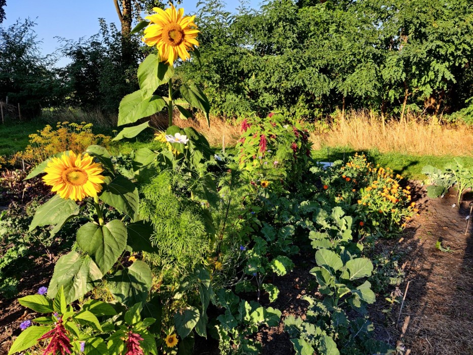 Garten im Sommer 2021; privates Bild