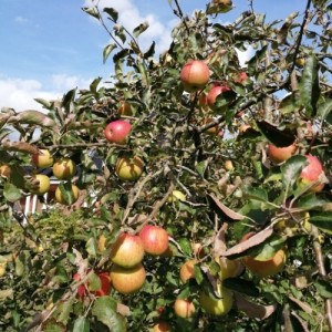 Erfolgversprechender Apfelbaum (Braeburn) als Halbstamm